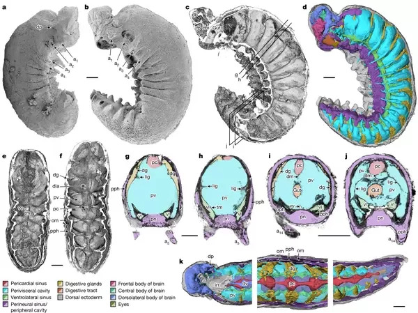 Anatomical overview of Youti yuanshi.